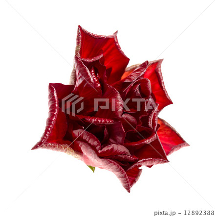 Red Rose Red Rose 12892388