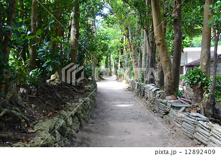 フクギの並木道（沖縄県国頭郡本部町備瀬） 12892409
