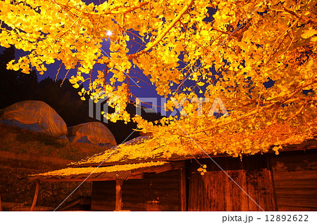 下城大イチョウライトアップ（熊本県小国町） 12892622