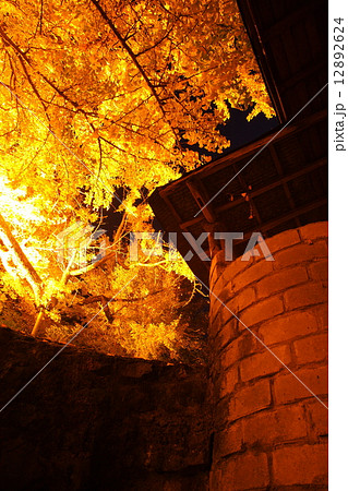 下城大イチョウライトアップ（熊本県小国町） 12892624