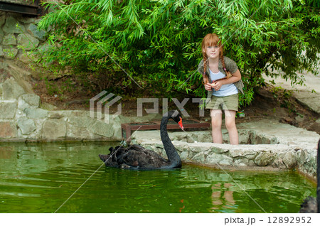 Little girl feeding a black swan in a pond Little girl feeding a black swan in a pond 12892952