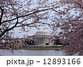 ジェファーソン・メモリアルと桜 12893166