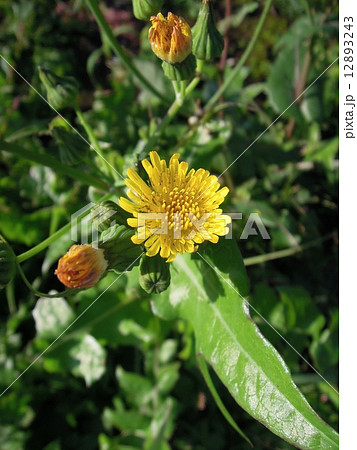 ノゲシ ノゲシ 12893243