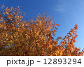 紅葉と青空 12893294