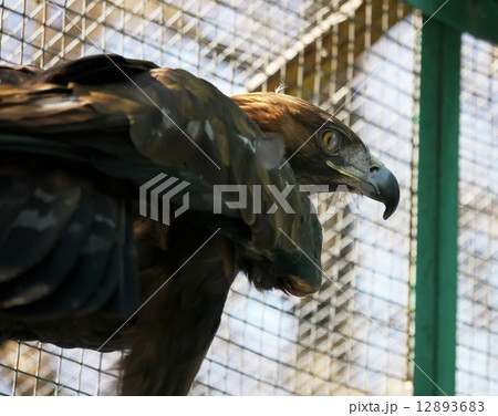 eagle in a cage 12893683