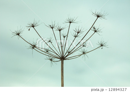 Dried up inflorescence of an umbellate plant Dried up inflorescence of an umbellate plant 12894327