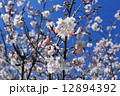 桜の花と青空 12894392