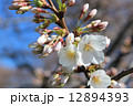 桜の花とつぼみ 12894393