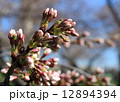 桜のつぼみ 12894394