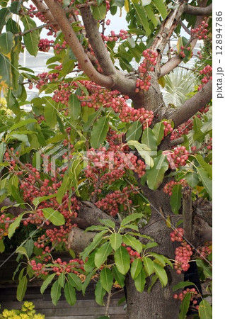 真っ赤に色づいた“あこう樹”の実 12894786