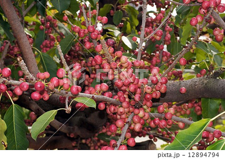 真っ赤に色づいた“あこう樹”の実 12894794