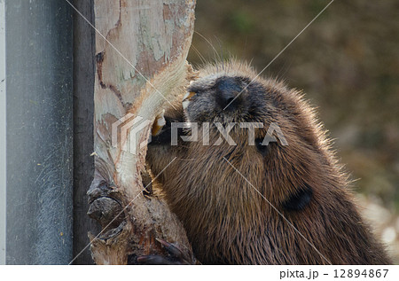 アメリカビーバー アメリカビーバー 12894867