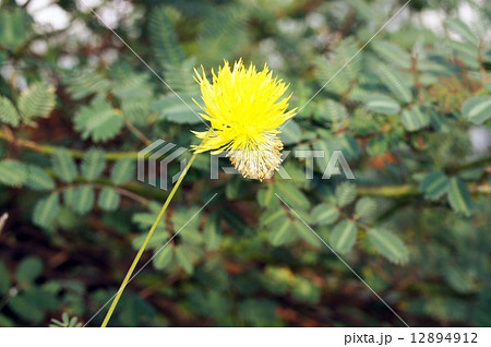 ミズオジギソウ  12894912