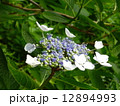 あじさい 12894993