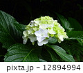 あじさい 12894994