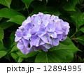 あじさい 12894995