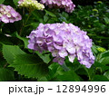 あじさい 12894996