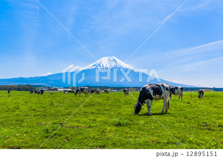 富士山を望む朝霧高原で草を食む牛 富士山を望む朝霧高原で草を食む牛 12895151