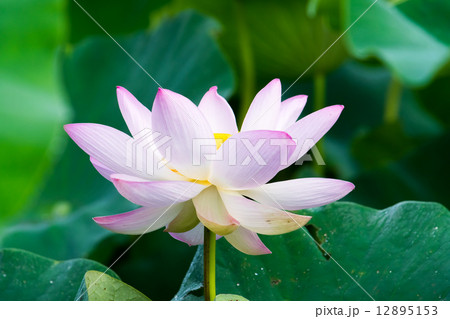 ピンクのハスの花 ピンクのハスの花 12895153