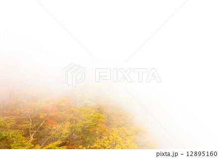 霧の中の紅葉 12895160