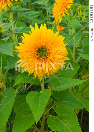 東北八重ひまわり、ヒマワリ、向日葵 12895195