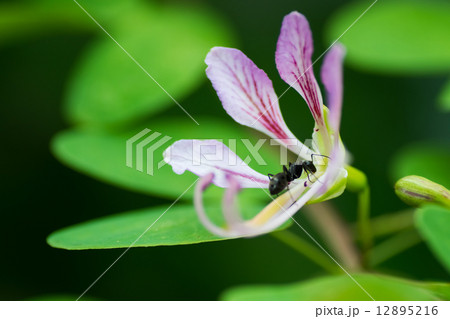 バウヒニア・ユンナネンシス、マメ科 12895216