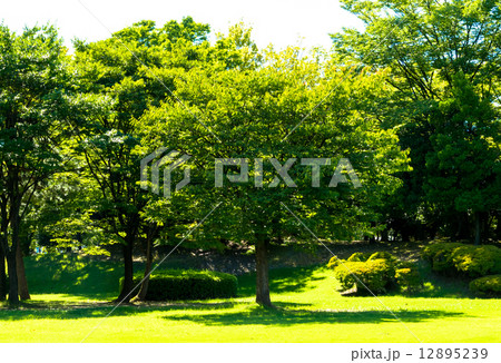 公園の木々 公園の木々 12895239
