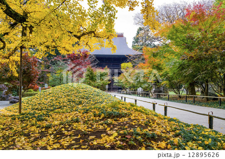 紅葉の浄真寺仁王門 紅葉の浄真寺仁王門 12895626