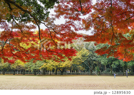 紅葉の砧公園 12895630