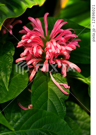 ジャスティシア カルネア サンゴバナ キツネノマゴ科の写真素材