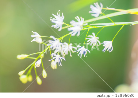 ハナゼキショウ, 日本特産 12896030