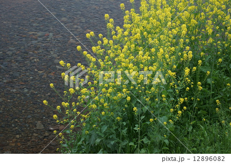 西洋芥子菜　カラシナの原種だそうです。 12896082