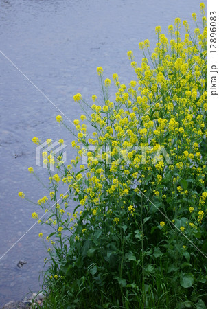 西洋芥子菜　カラシナの原種だそうです。 12896083