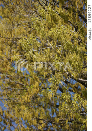 椚 クヌギの花 黄金が垂れ下がる。 椚 クヌギの花 黄金が垂れ下がる。 12896227