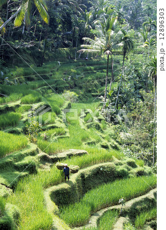 バリのライステラス（棚田） 12896303