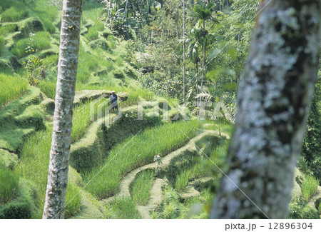 バリのライステラス（棚田） 12896304