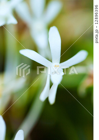 フウラン、日本 12896396