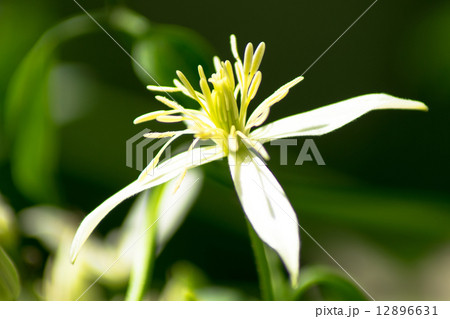 ムニンセンニンソウ、キンポウゲ科、絶滅危惧Ⅱ類(VU) ムニンセンニンソウ、キンポウゲ科、絶滅危惧Ⅱ類(VU) 12896631