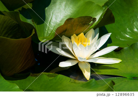 白い睡蓮の花 12896635