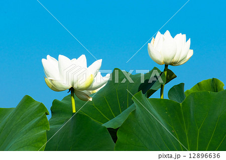 白い睡蓮の花と青い空 白い睡蓮の花と青い空 12896636