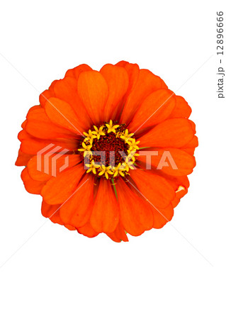 オレンジ色の百日草 オレンジ色の百日草 12896666