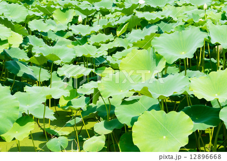 ハス畑 ハス畑 12896668