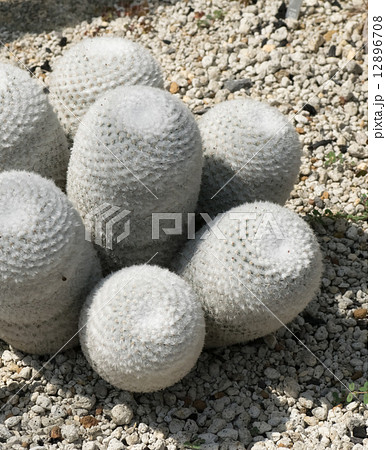 サボテン、希望丸 サボテン、希望丸 12896708