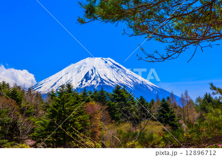 青空のもとにみる緑の森と富士山頂 12896712