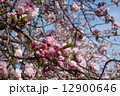 桜 12900646