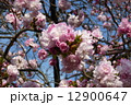 桜 12900647