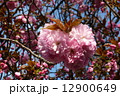 桜 12900649