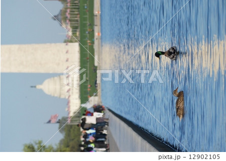 アメリカ ワシントンDCの光景 ワシントン記念塔とリフレクティングプールのカモ アメリカ ワシントンDCの光景 ワシントン記念塔とリフレクティングプールのカモ 12902105