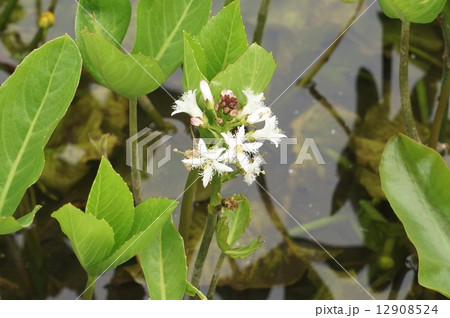 水生植物・ミツガシワの可憐な花と蕾・横位置 12908524