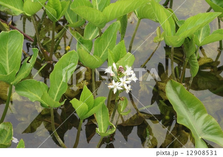 水生植物・ミツガシワの可憐な花・横位置 12908531